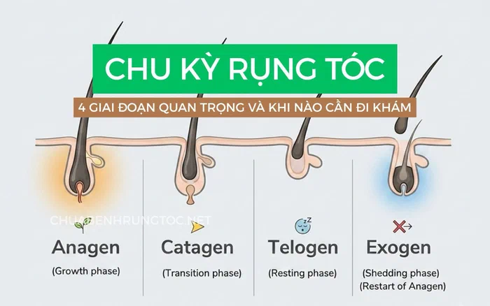 4 Giai đoạn trong chu kỳ rụng tóc mọi chị em nên biết