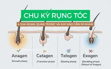 4 Giai đoạn trong chu kỳ rụng tóc mọi chị em nên biết