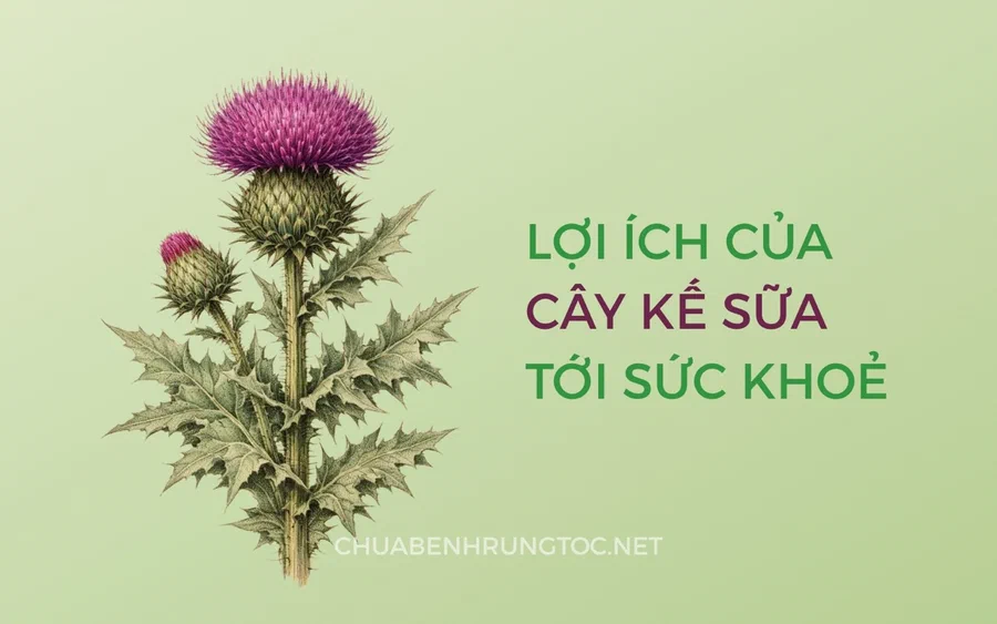 Tác dụng của cây kế sữa với tóc, da đầu và lá gan