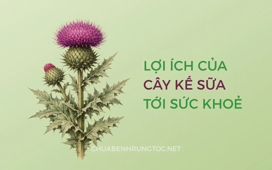 Tác dụng của cây kế sữa với tóc, da đầu và lá gan
