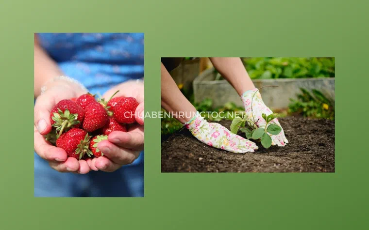 Các món ngon chế biến từ dâu tây tươi