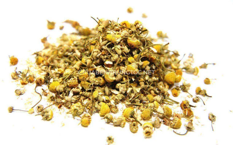 Hoa cúc La Mã khô giàu flavonoid và tinh dầu dùng làm dược liệu