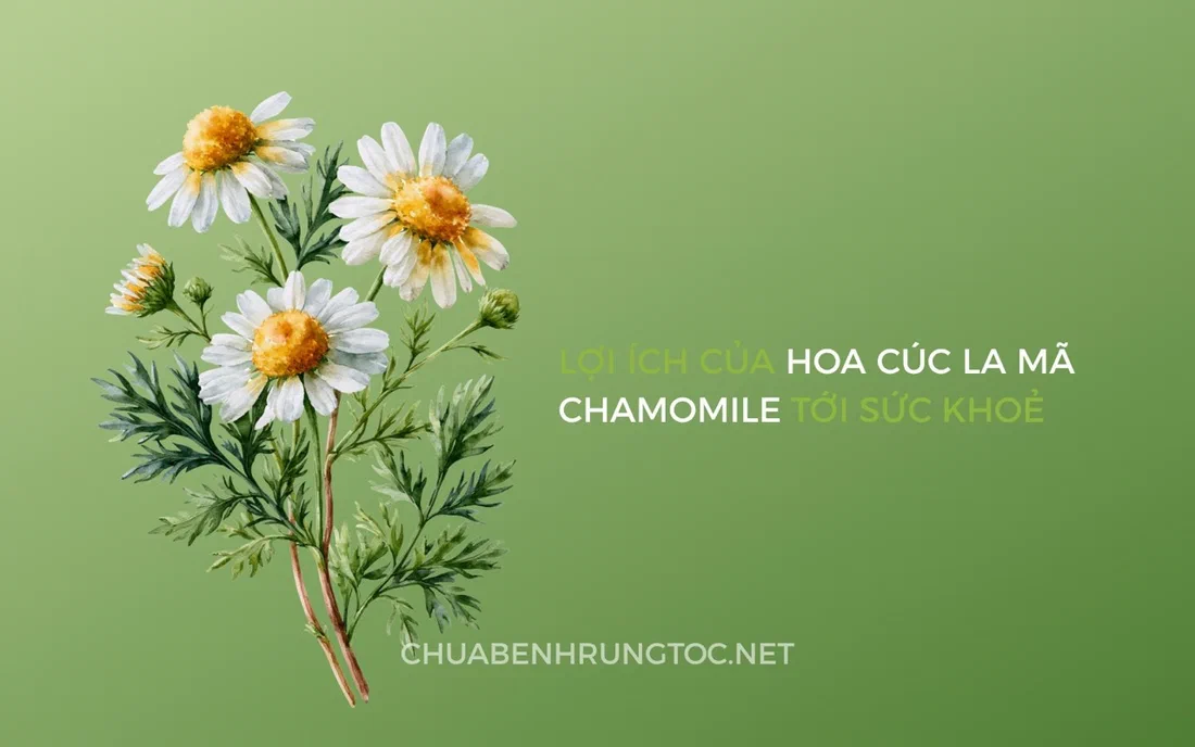 Hoa cúc La Mã (Chamomile) | Tác dụng cho tóc và sức khỏe