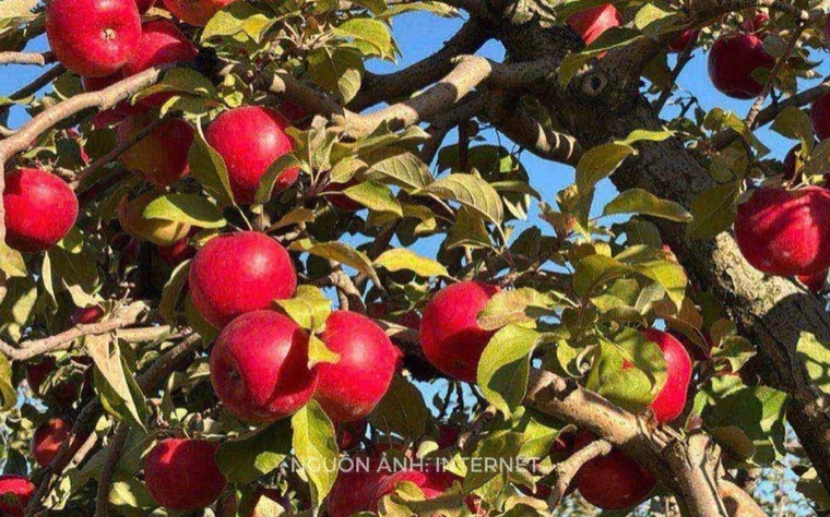 Quả táo đỏ tươi giàu polyphenol tốt cho tóc và da đầu